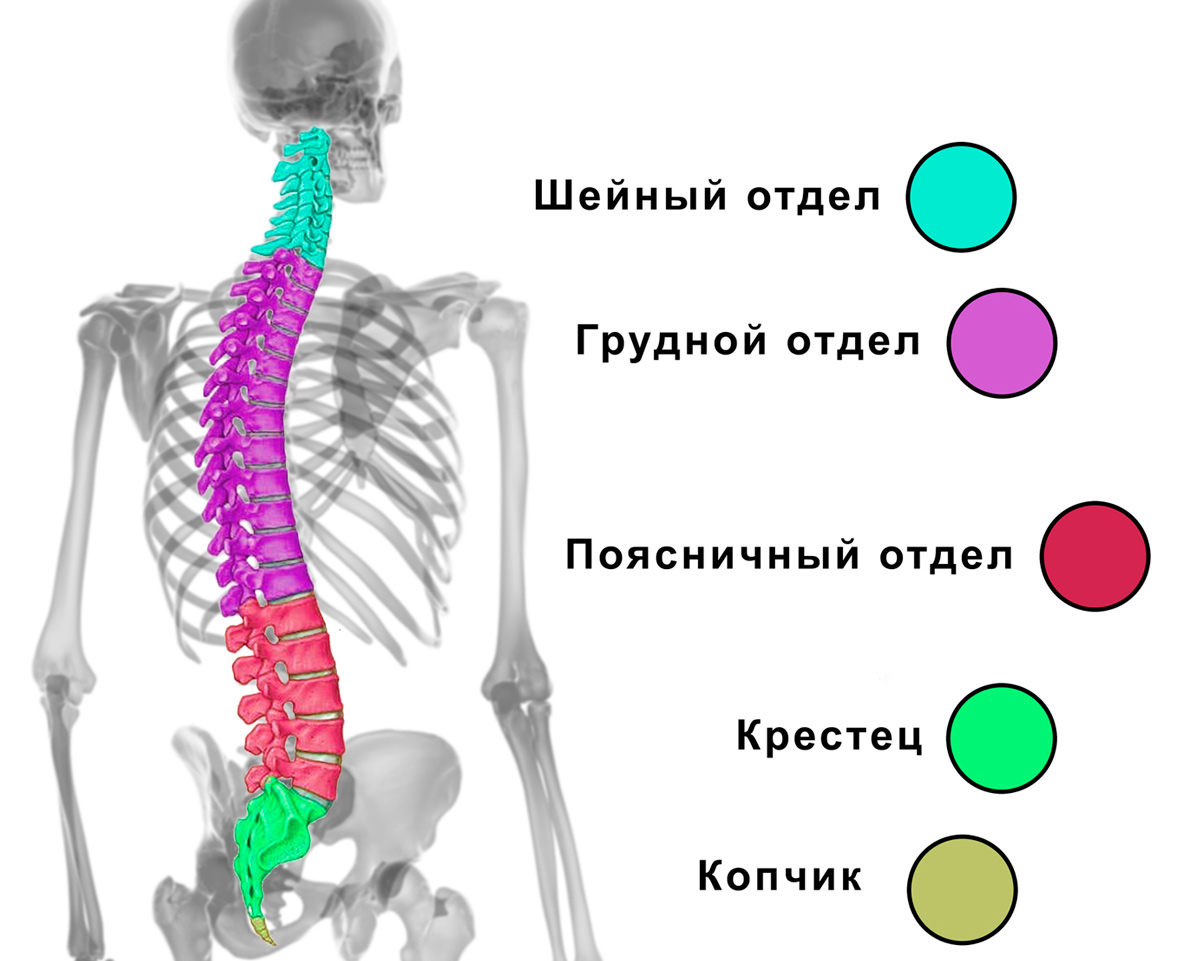 Какие существуют правила при перевозке с травмой позвоночника | ТехМедСервис