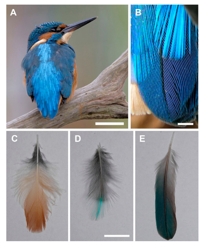  A — у зимородка оранжевая грудь, циановые перья на спине и синие перья на хвосте (рулевые перья). B — перья спины и хвоста. C — оранжевое перо груди. D — перо спины с циановым кончиком. E — перо хвоста, по большей части синее.  Фото из статьи D. G. Stavenga et al., 2011. Kingfisher feathers — colouration by pigments, spongy nanostructures and thin films